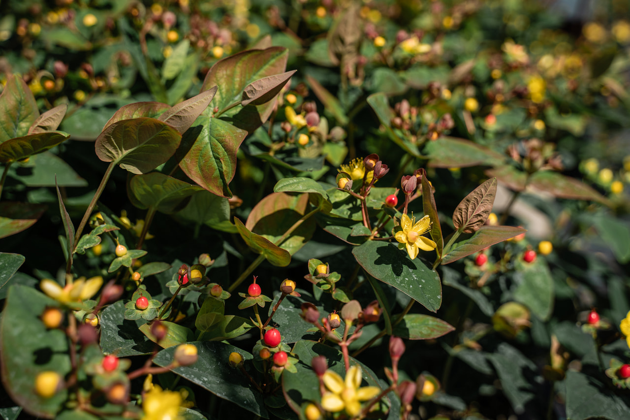 Kuisma Globo Raspberry, Loukykvět