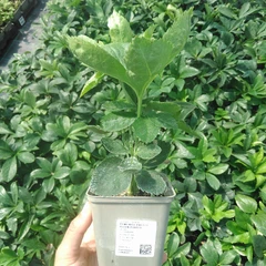 Plant
