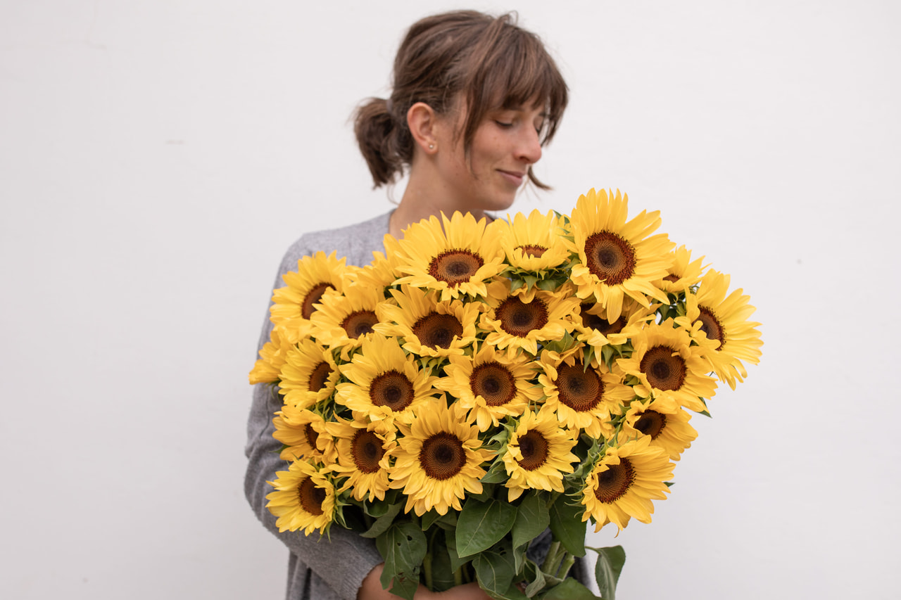 Zonnebloem ProCut Peach, Loukykvět