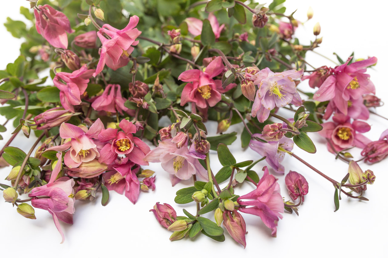 Aguileña Heidi, Loukykvět