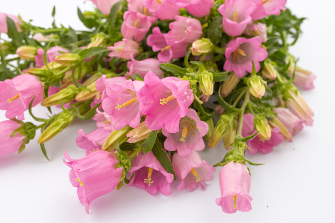 Klokjesbloem Champion Pink, Loukykvět