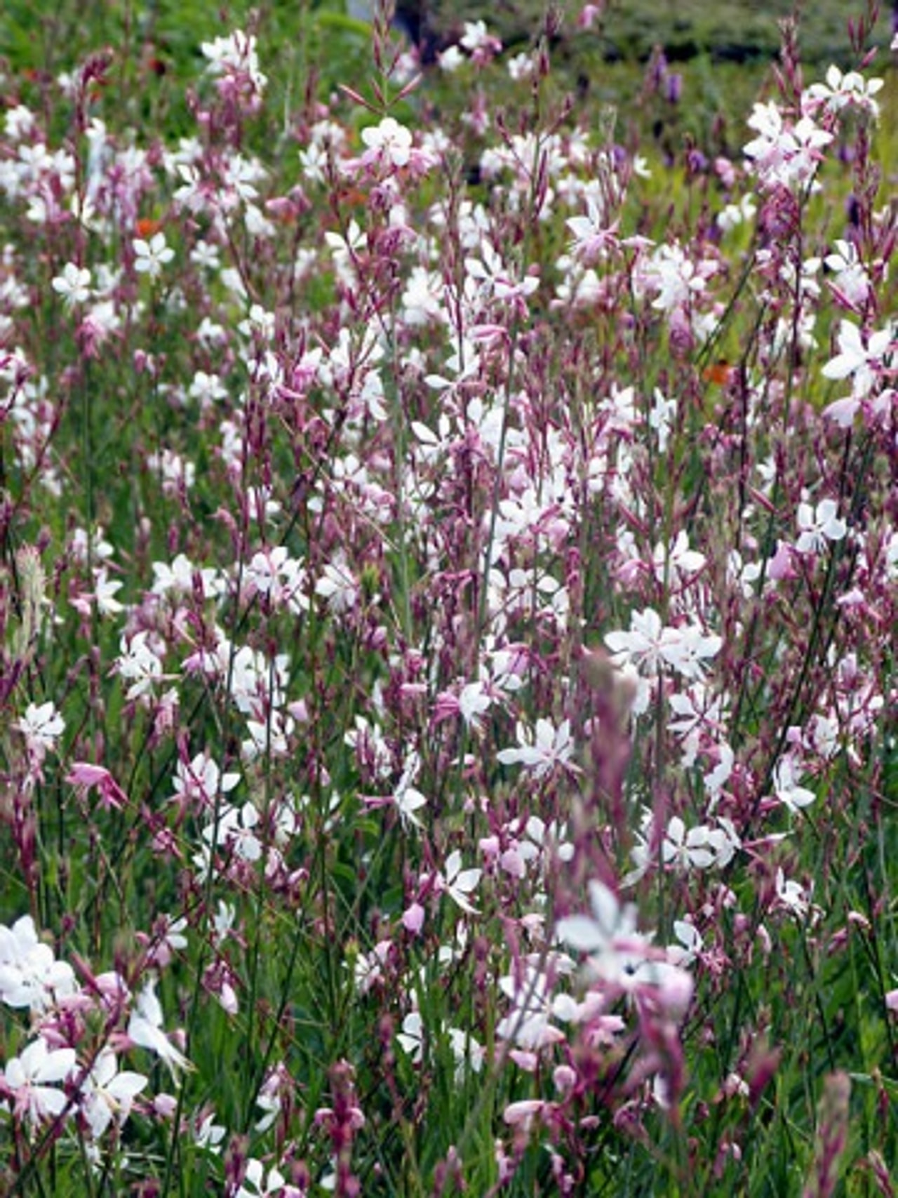 Kesäkynttilä Summer Breeze, Loukykvět