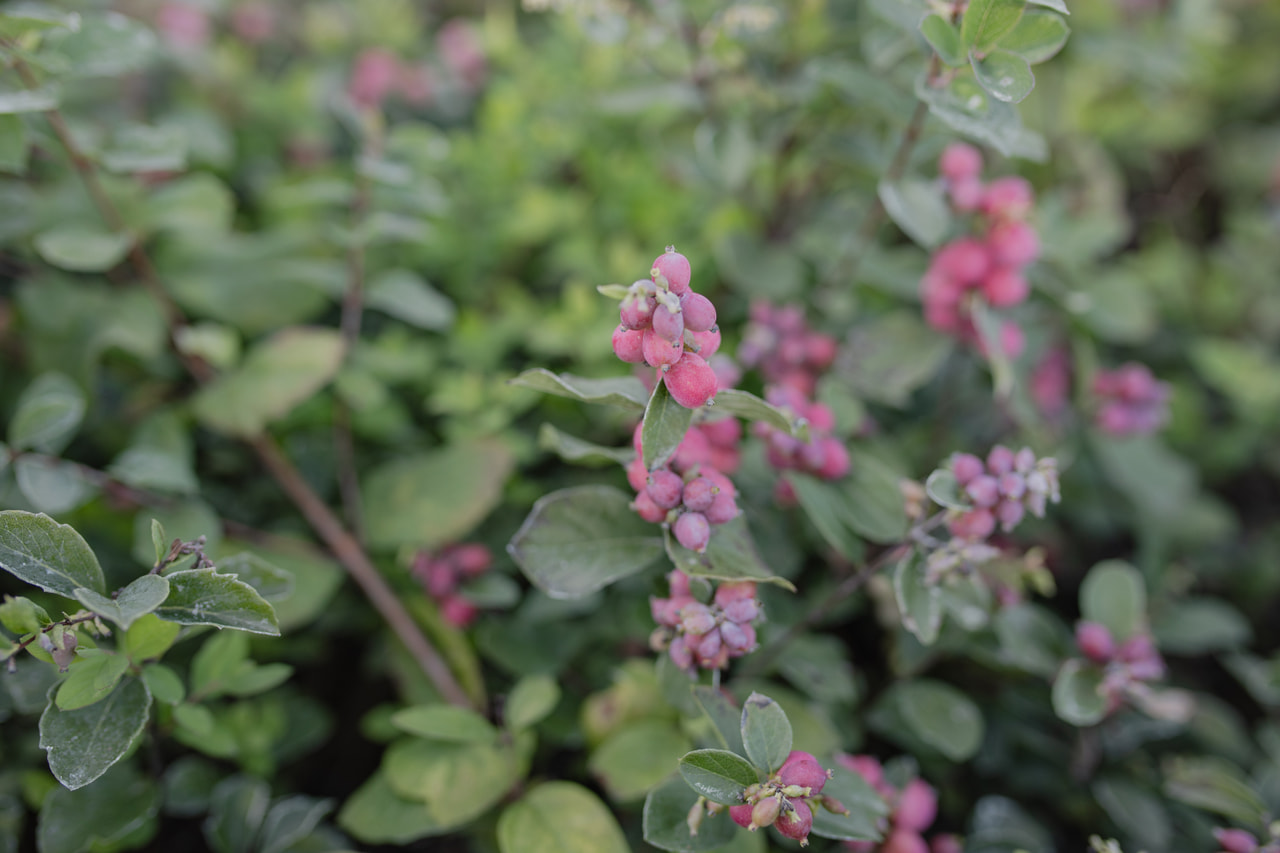 Symphoricarpos Magical Ruby Giant, Loukykvět