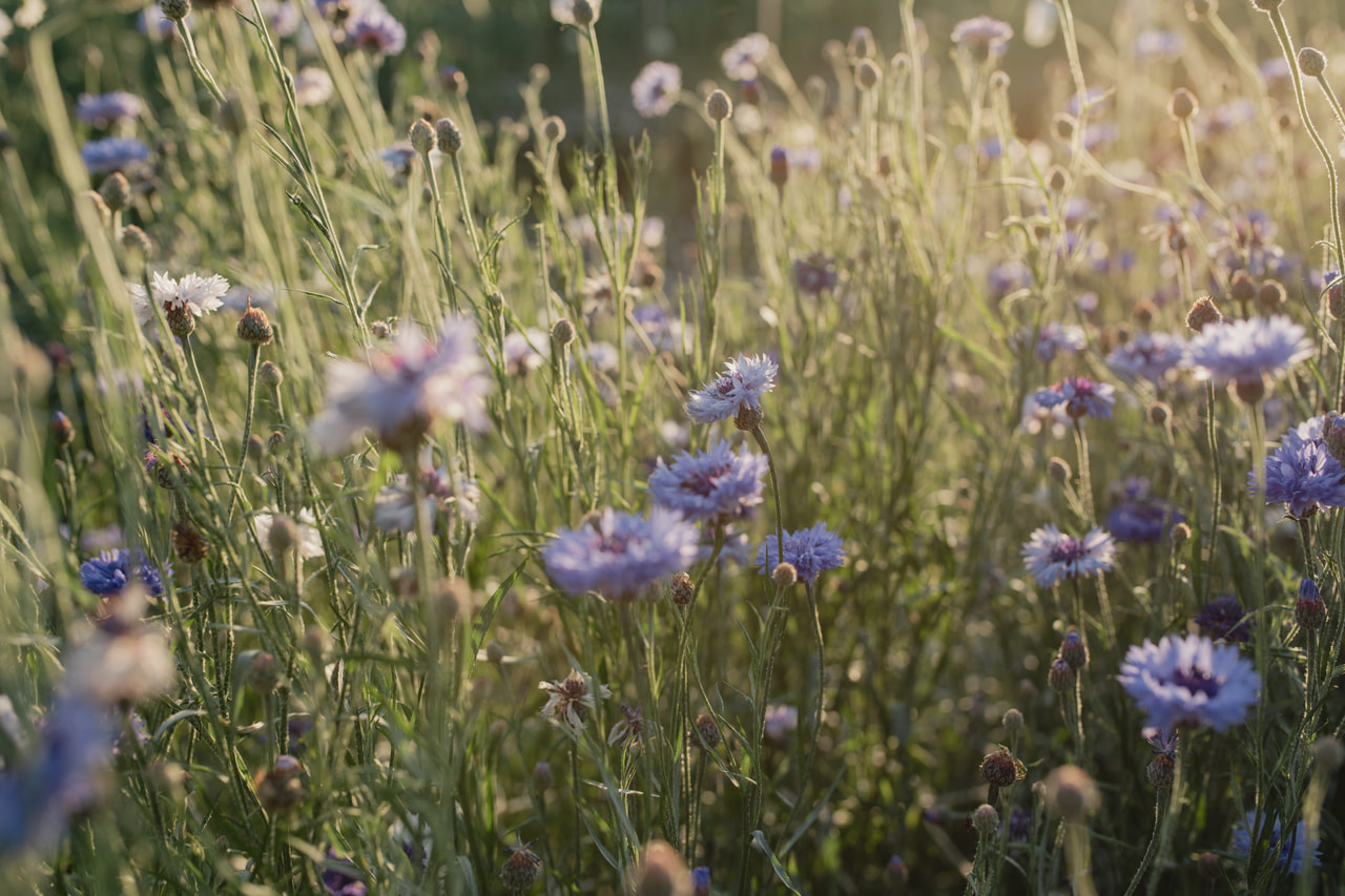 Aciano Classic Fantastic, Loukykvět