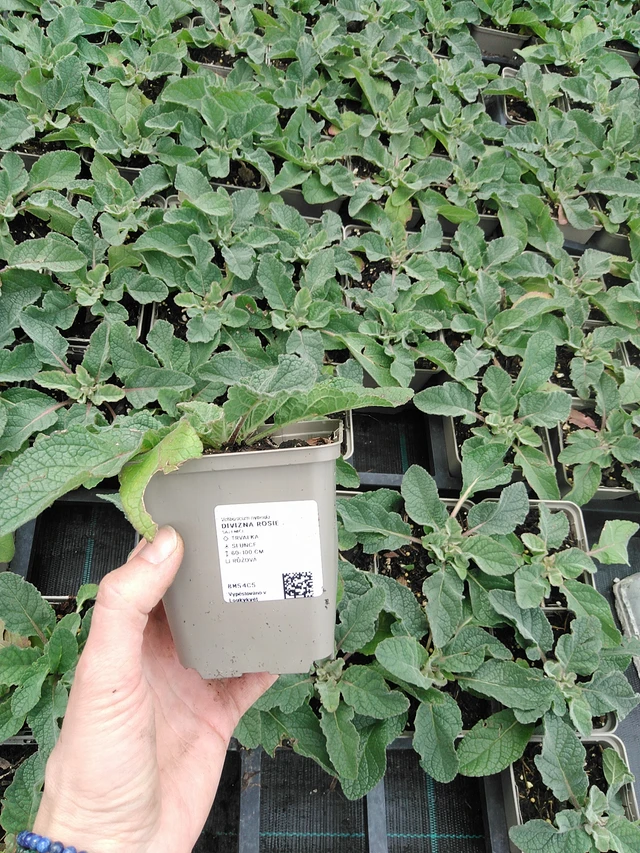 Gordolobo Rosie - 9. 6. 2025