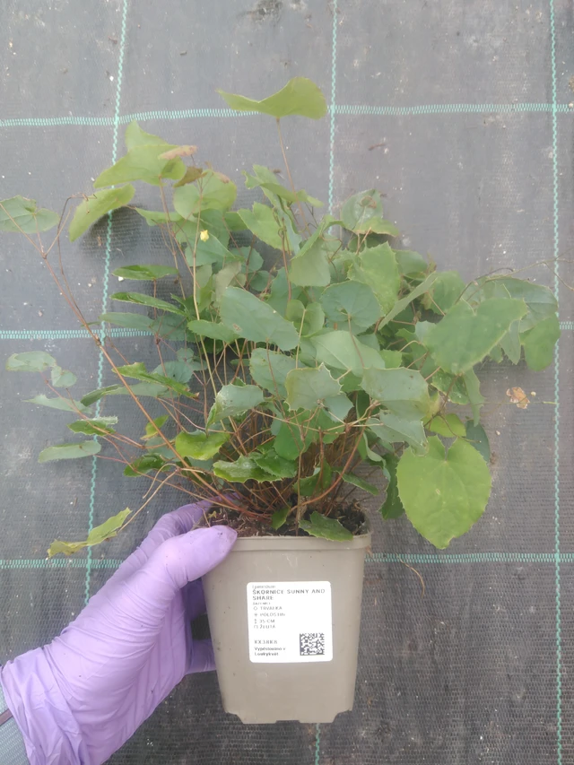 Epimedium Sunny and Share - 10. 7. 2025