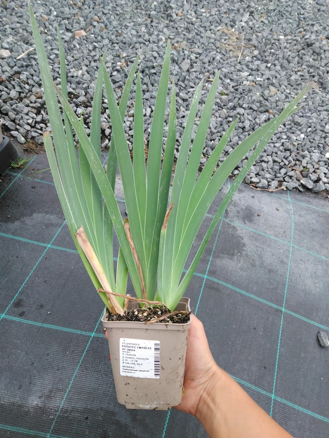 Kurjenmiekka Empress of India - 10. 9. 2025