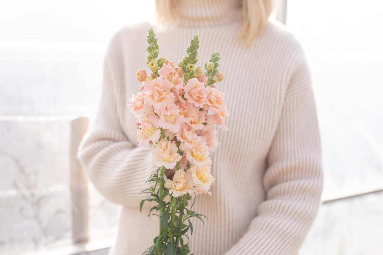 Leijonankita Snapstar Champagne, Loukykvět