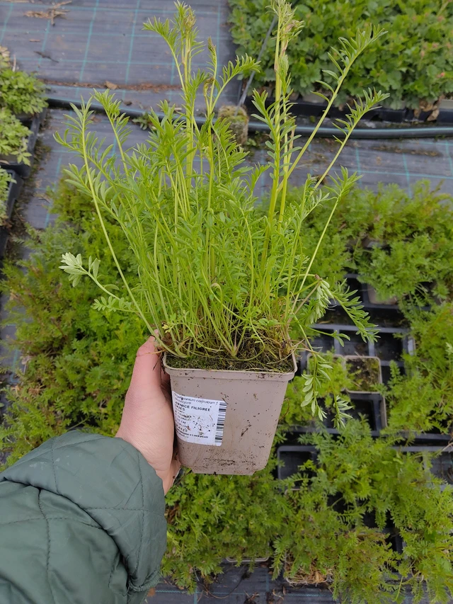 Sinilatva Filigree Skies - 21. 4. 2026