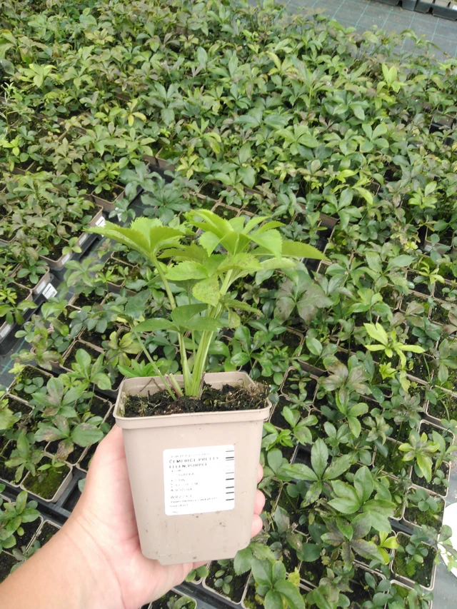 Jouluruusu Pretty Ellen Purple - 2024