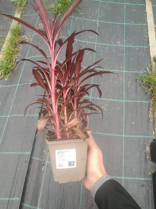 Lobelia Queen Victoria - 10. 10. 2025