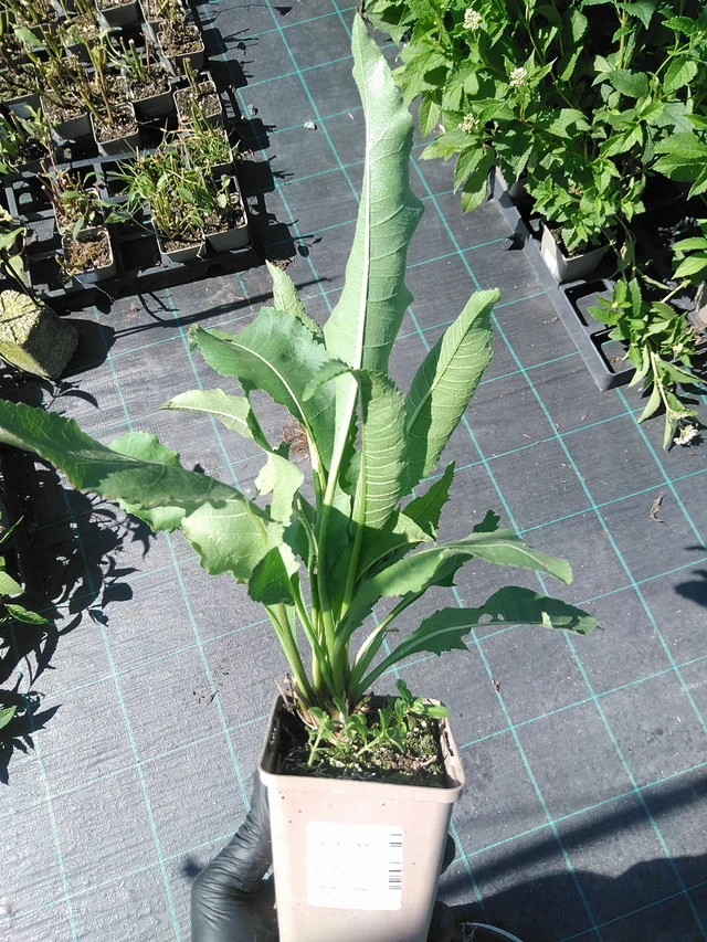 Preeriahelmikki - 19. 8. 2025