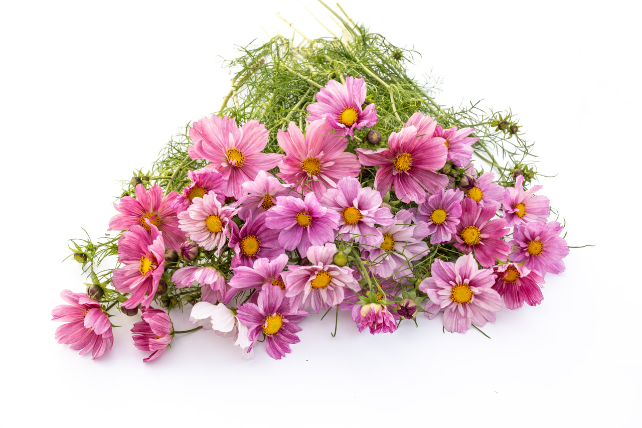 Cosmos Rosetta, Loukykvět