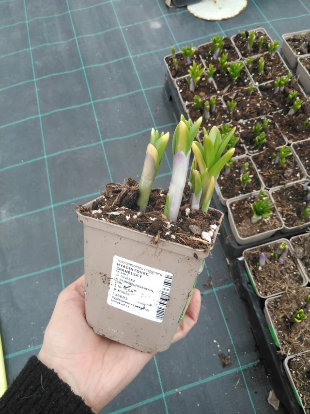 Espanjansinililja - 9. 4. 2025