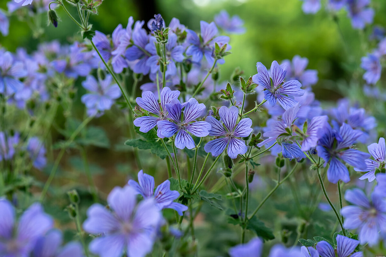 Kurjenpolvi Philippe Vapelle, Loukykvět