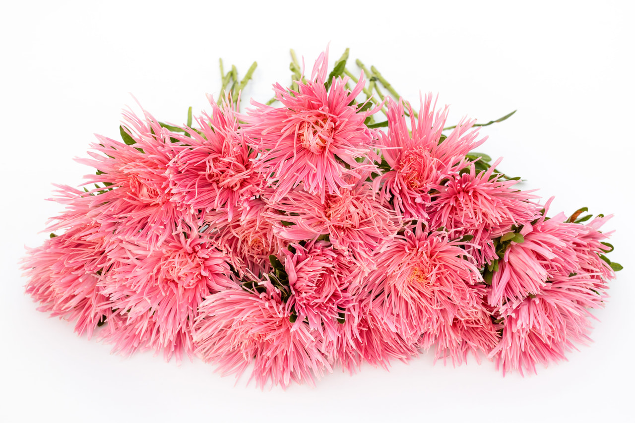 Kiinanasteri Valkyrie Holländer Salmon, Loukykvět