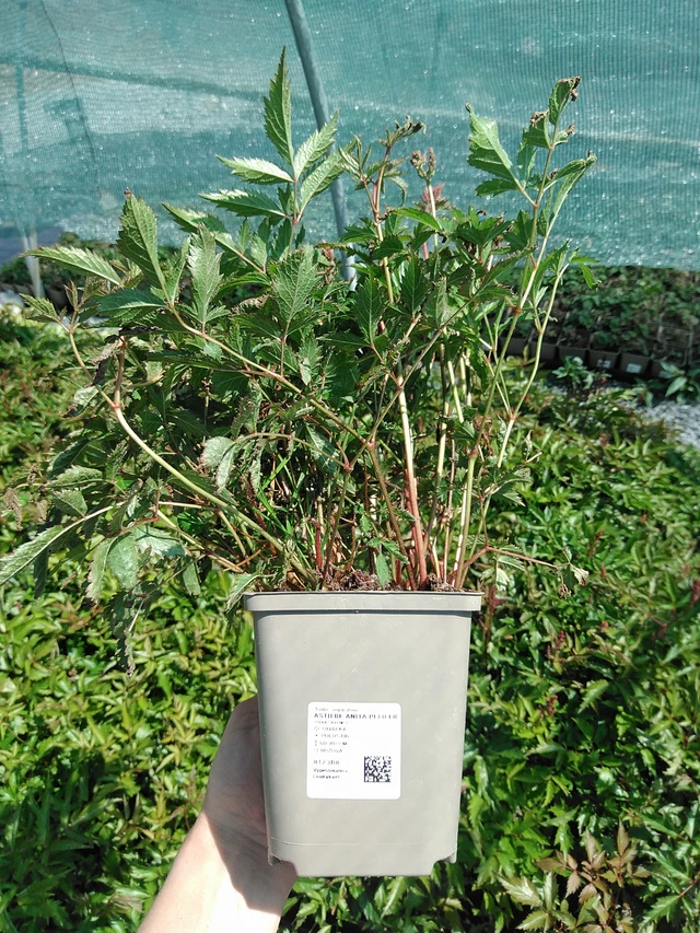 Jaloangervo Anita Pfeifer - 13. 5. 2025