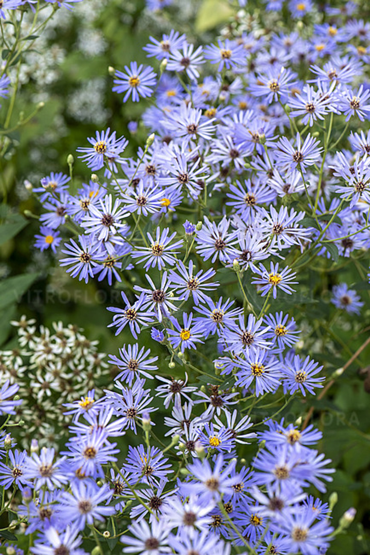 Asteri Twilight, Loukykvět