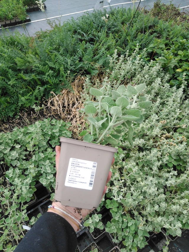 Vale-erakonyrtti - 2024