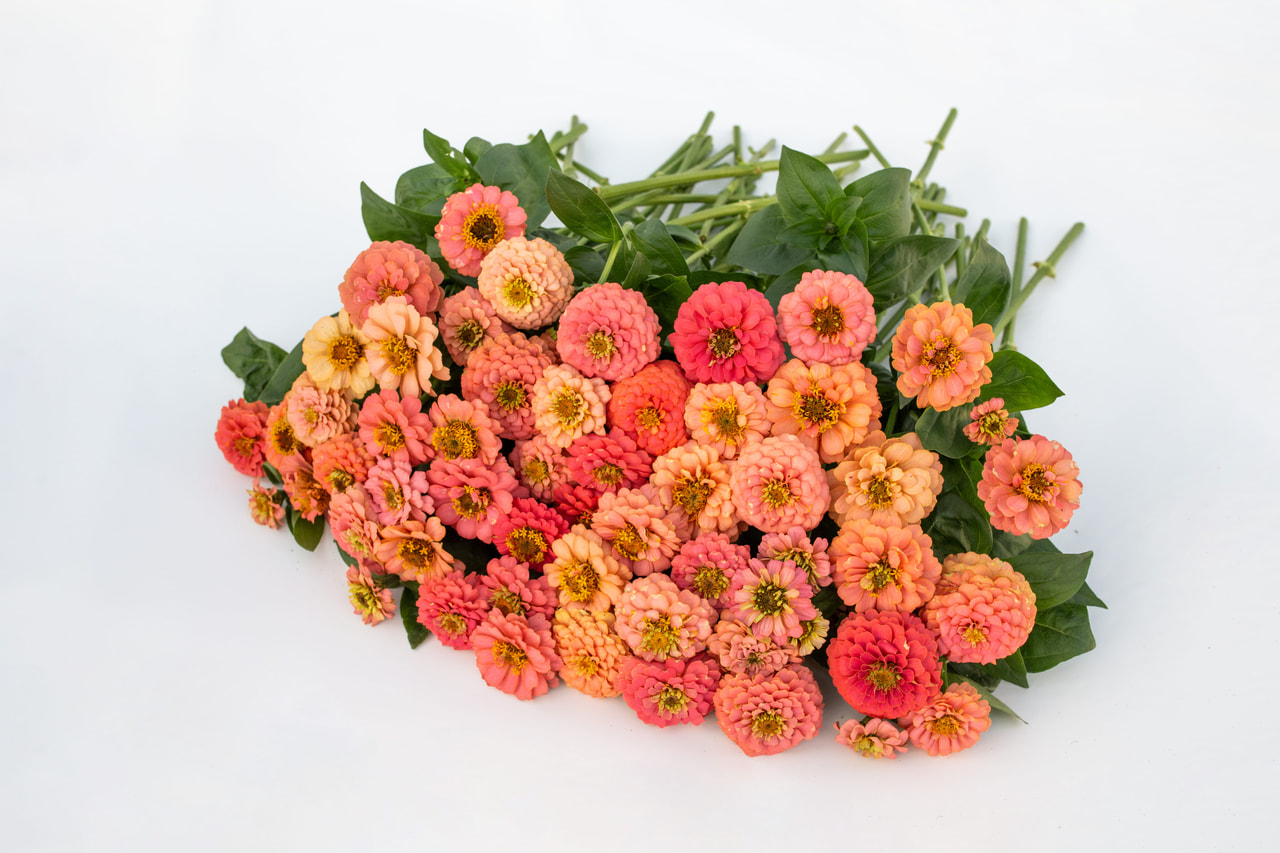 Zinnia Oklahoma Salmon, Loukykvět