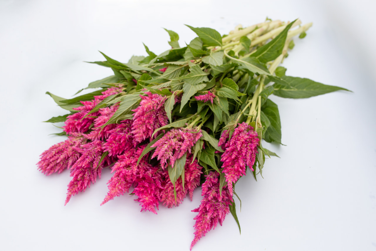 Kukonharja Sunday Bright Pink, Loukykvět