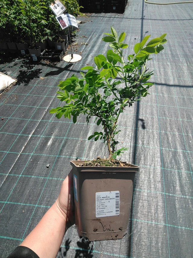 Rosa Magical Delight (Kolmade) - 13. 5. 2025