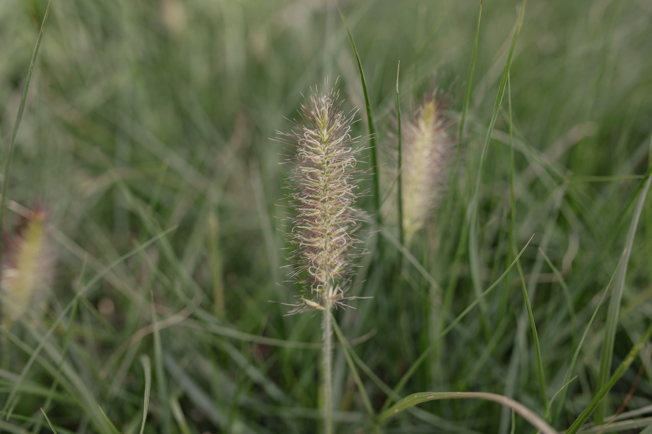 Herbe aux écouvillons Hameln, Loukykvět