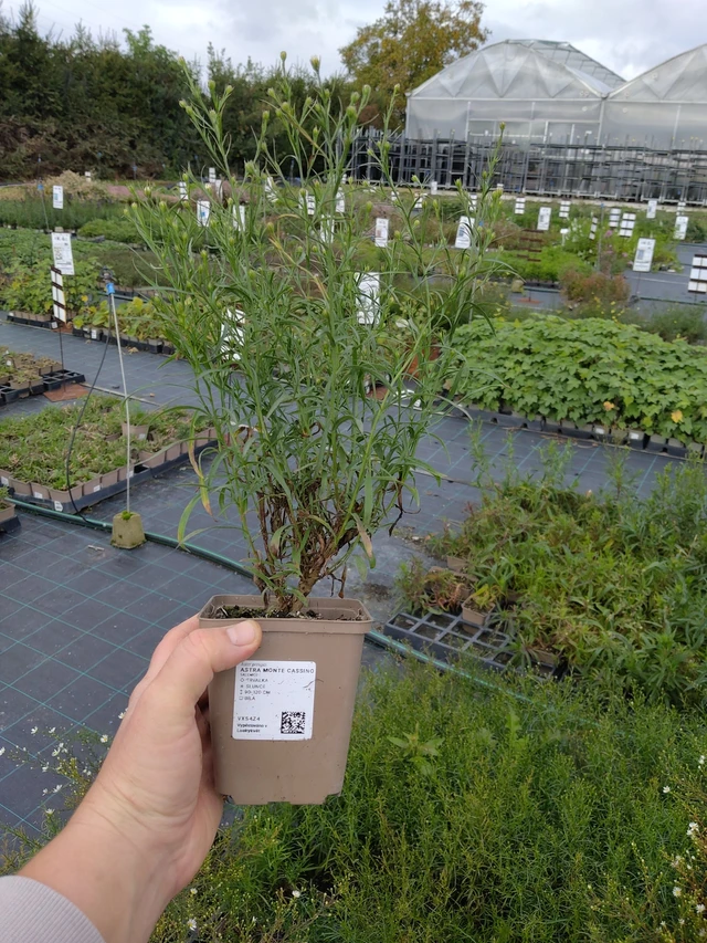 Kanerva-asteri Monte Cassino - 9. 10. 2025