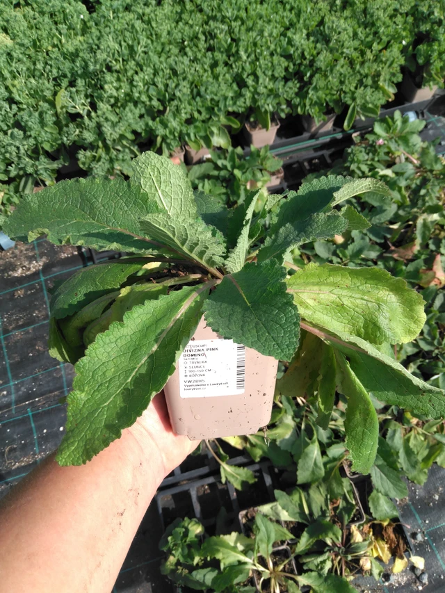 Mullein Pink Domino - 2024