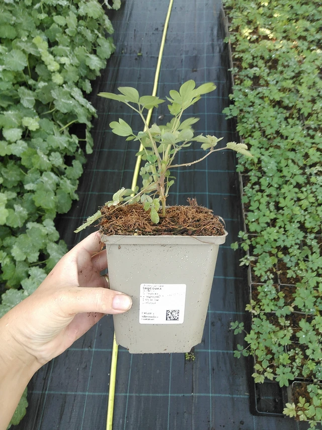 Särkynytsydän - 19. 8. 2025