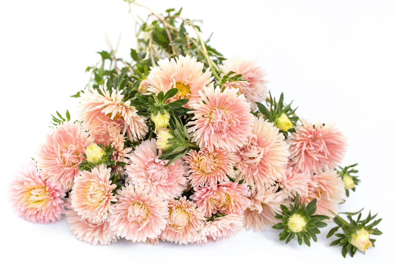 Kiinanasteri King Size Apricot, Loukykvět