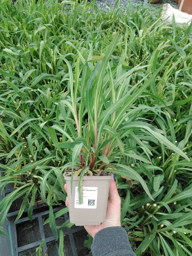 Boltonia Snowbank - 9. 6. 2025