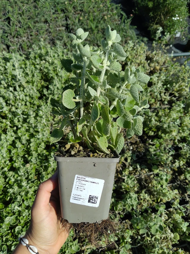 Balota Pseudodictamnus - 12. 8. 2026