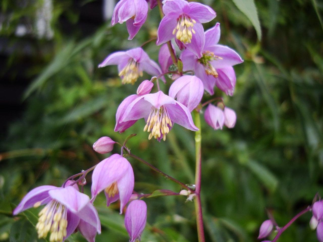 Ingervo Decorum, Loukykvět
