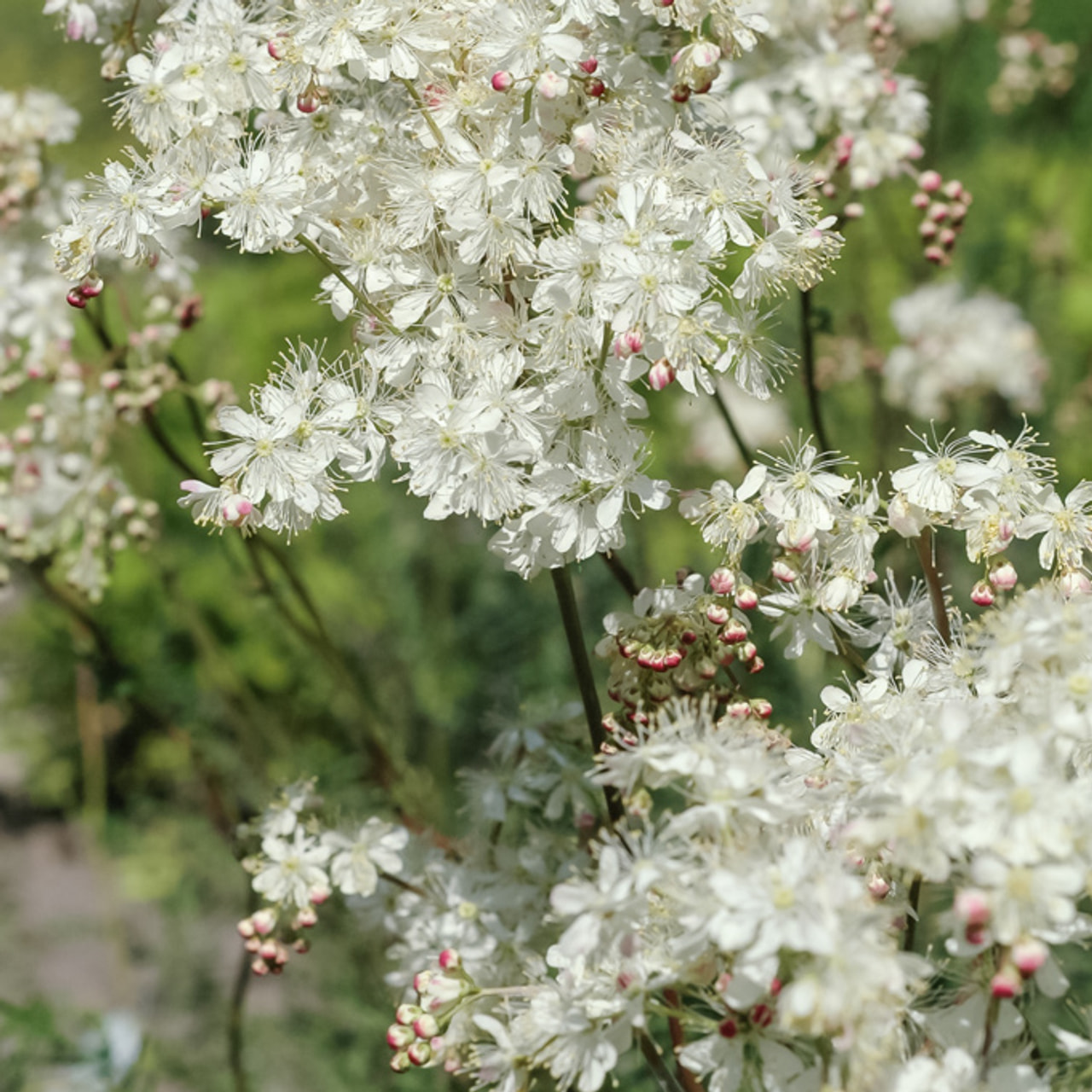 Reina de los prados, Loukykvět