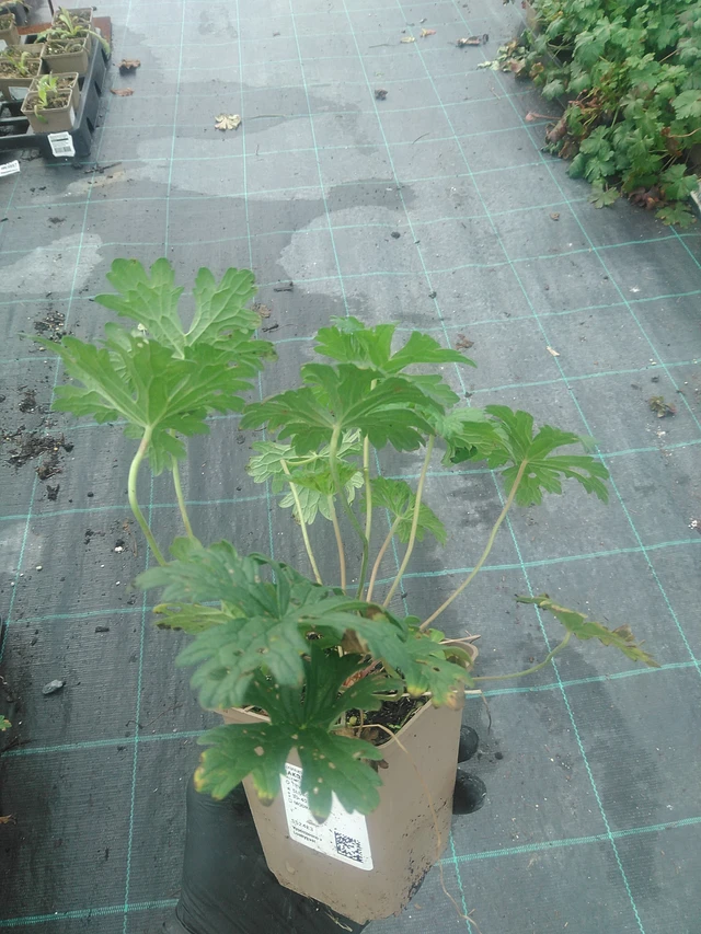 Kurjenpolvi Gravetye - 10. 9. 2025