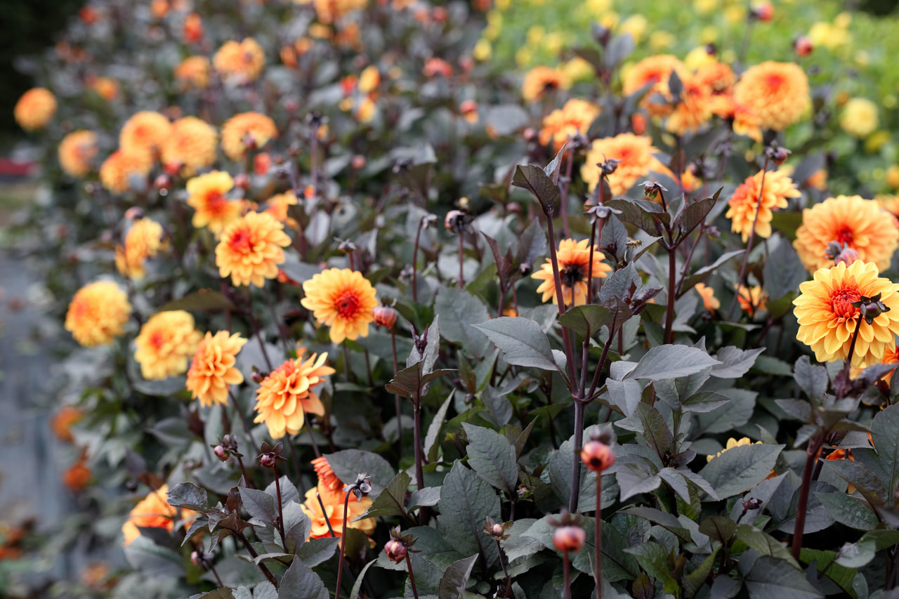 Daalia David Howard, Loukykvět