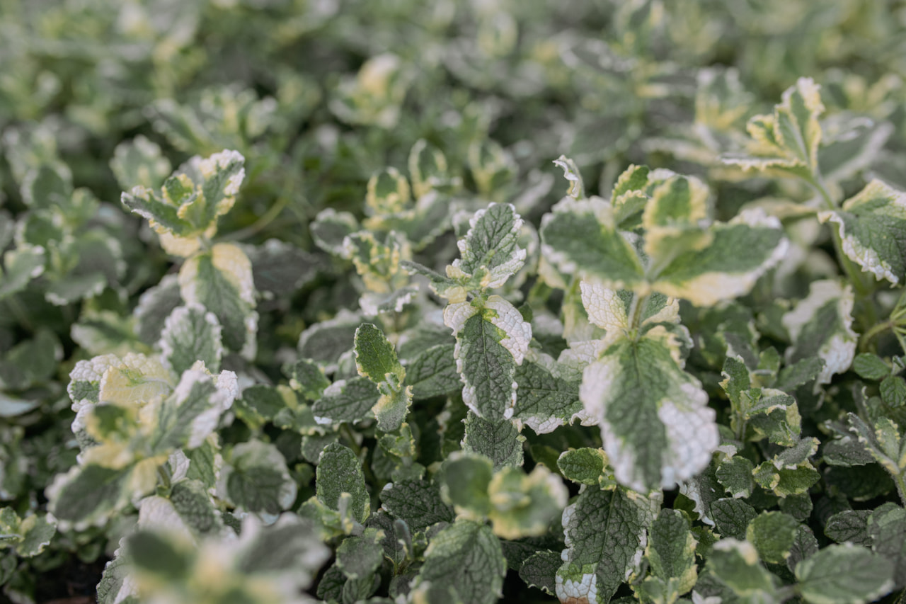 Minttu Variegata, Loukykvět