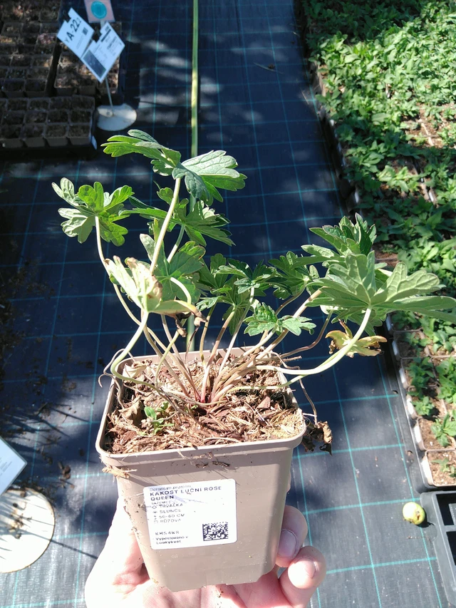 Kyläkurjenpolvi Rose Queen - 19. 8. 2025