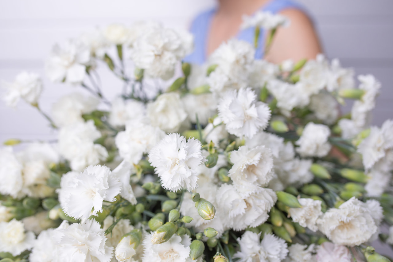 Tarhaneilikka Chabaud Jeanne Dionis, Loukykvět