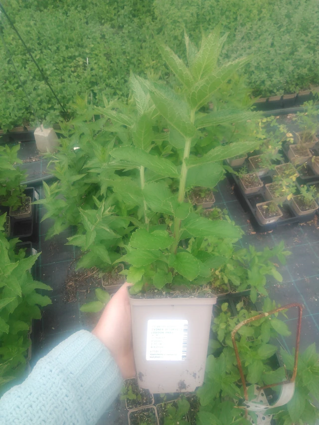 Maitokello Loddon Anna - 2024