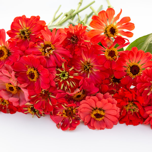 Cynia Super Yoga Scarlet, Loukykvět