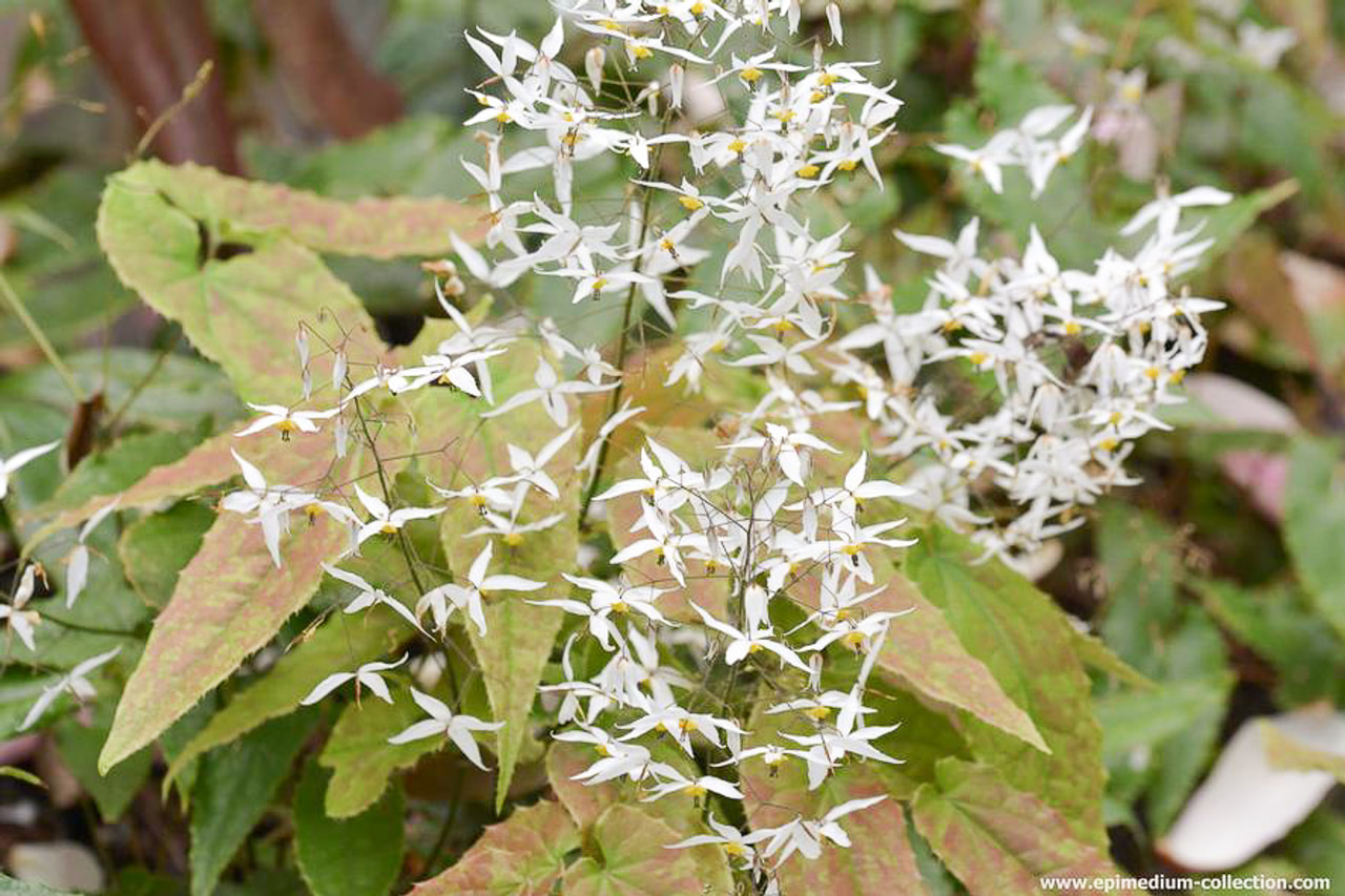 Epimedium Valor, Loukykvět