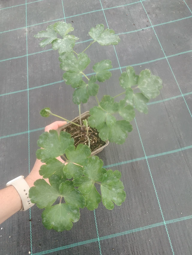 Lehtoakileija Black Barlow - 17. 7. 2025