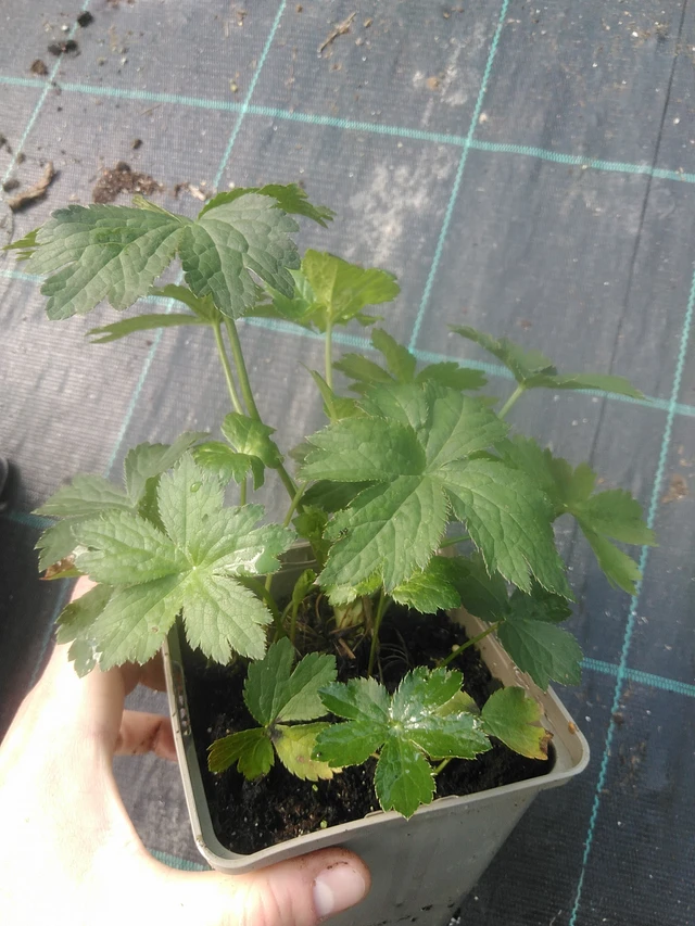 Tähtiputki Shaggy - 17. 7. 2025