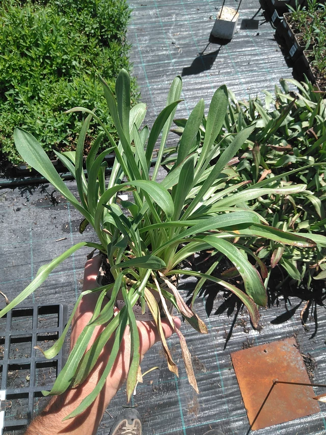 Komeahohdekukka - 24. 6. 2025