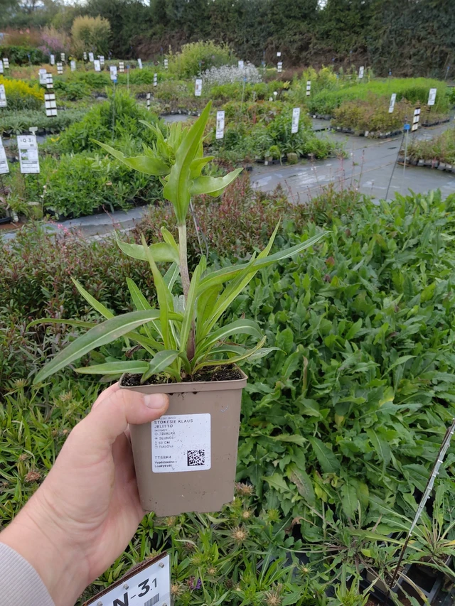 Stokesia Klaus Jelitto - 9. 10. 2025