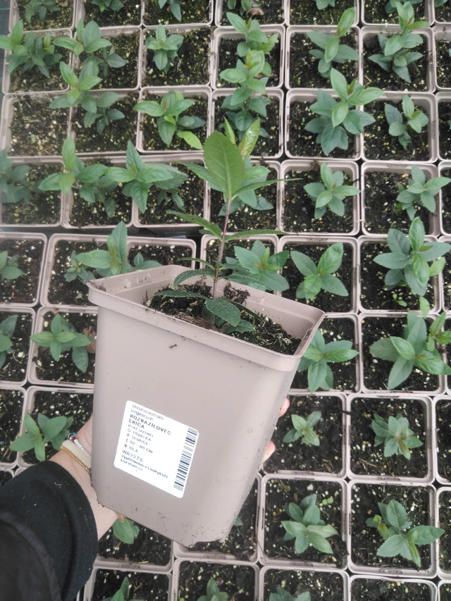 Tädykearvio Erica - 2024