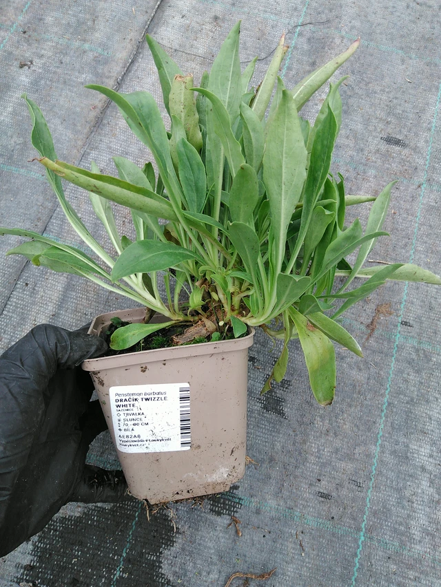 Partakello Twizzle White - 10. 9. 2025