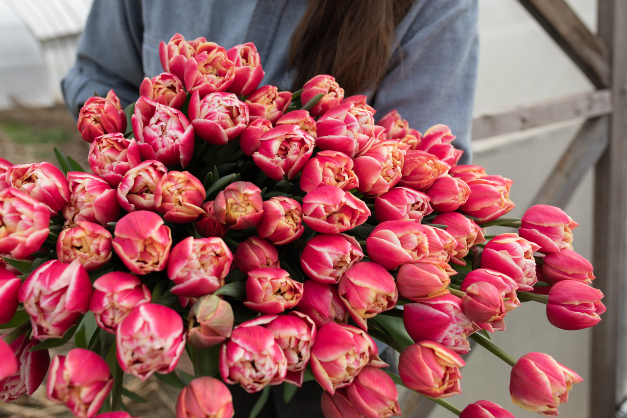 Tulppaani Columbus, Loukykvět